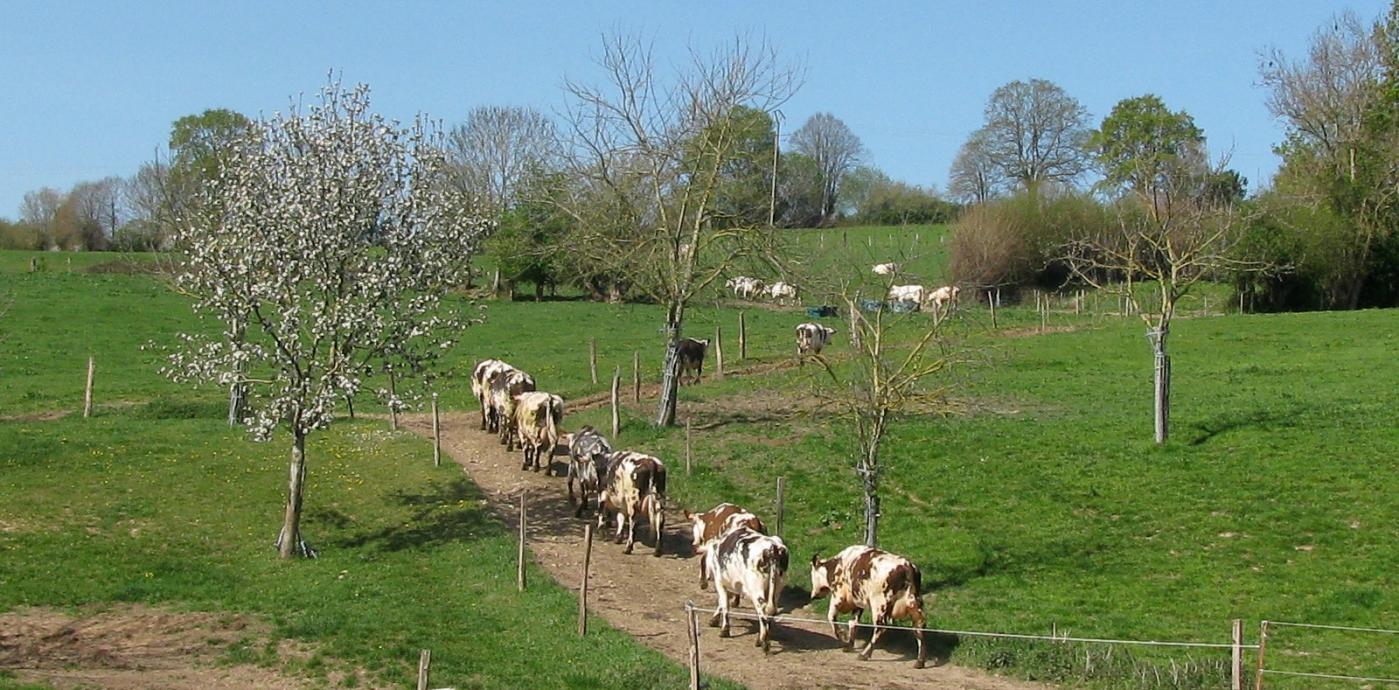 Normandy cows.jpg