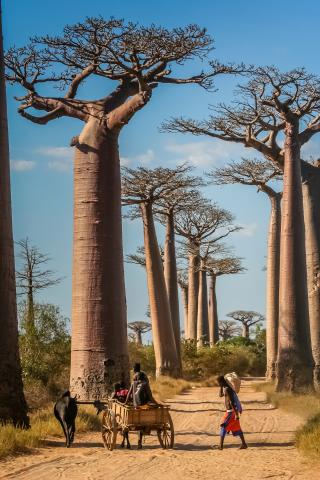 7-2_BaobabTrees.jpg