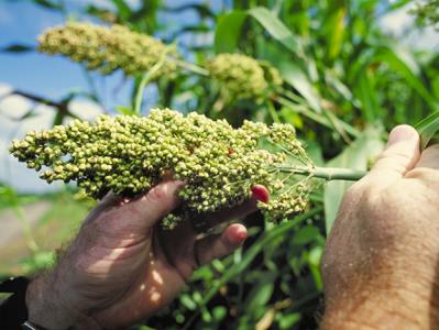 Two hands holding a sorghum plant in the field