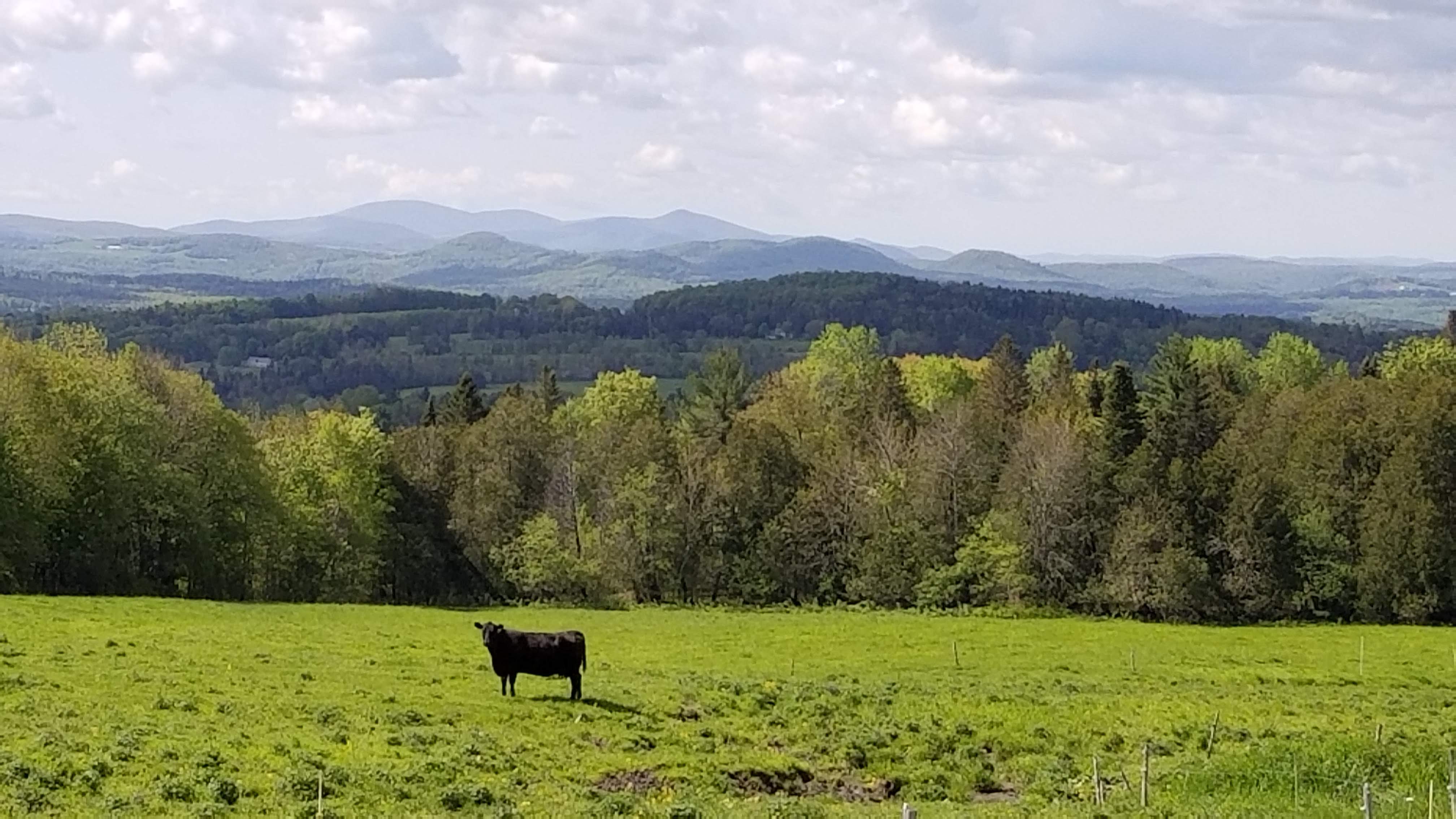 Vermont_cow.jpg