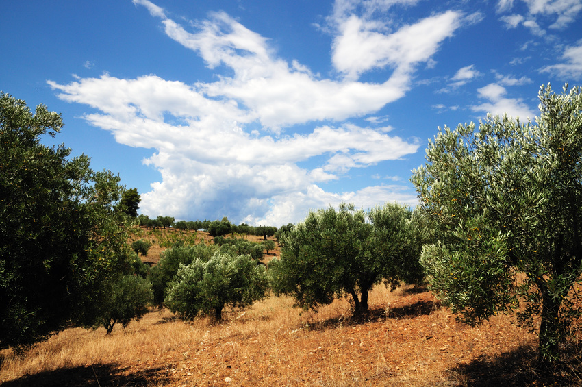 Fotolia_69266880_olivetrees-Greece.jpg