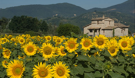 Umbria_sunflowers2.jpg