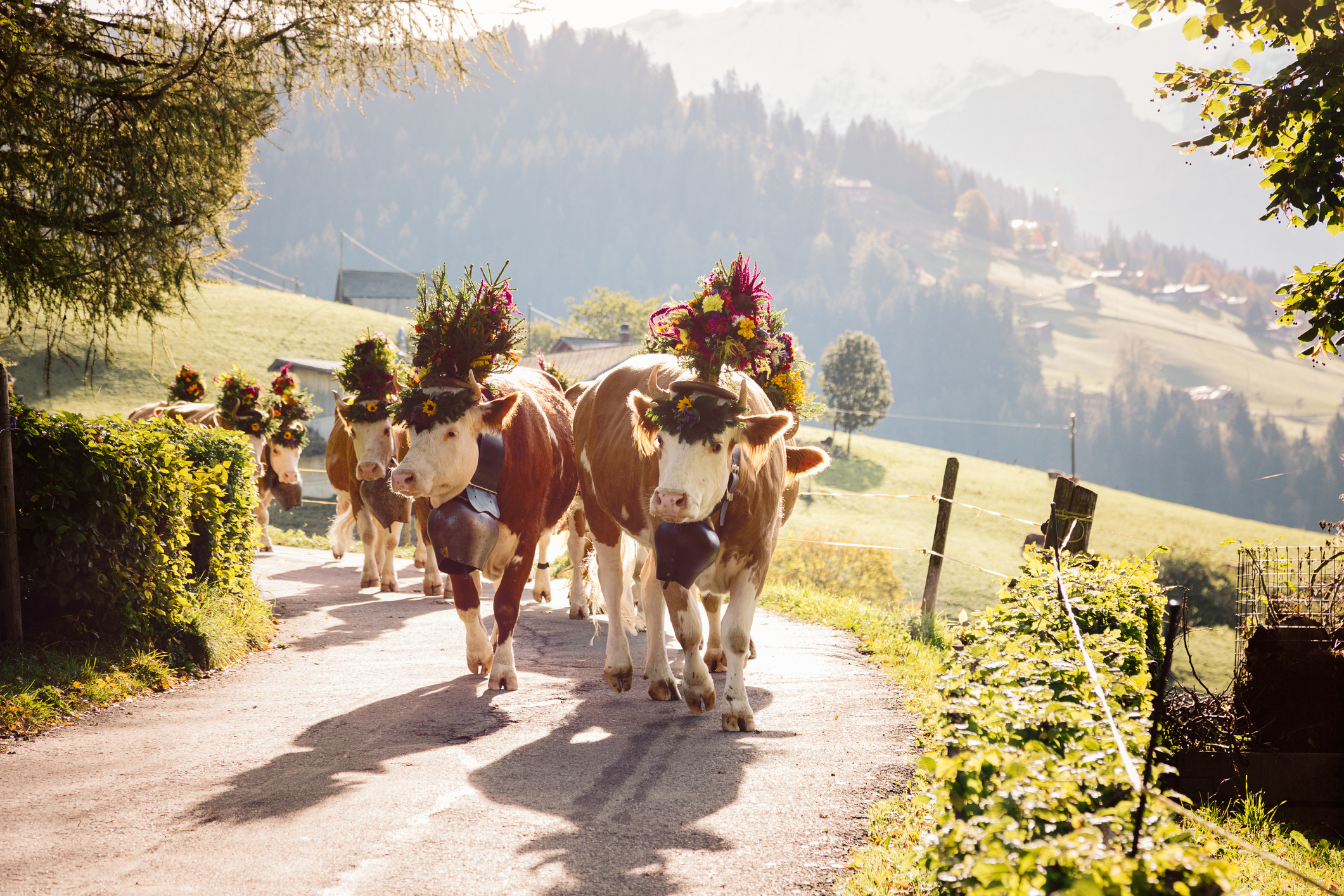 cows wearing flowers during alpine cow parade