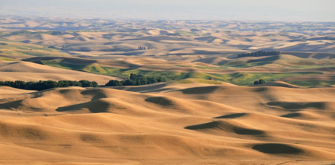 Wheat fields