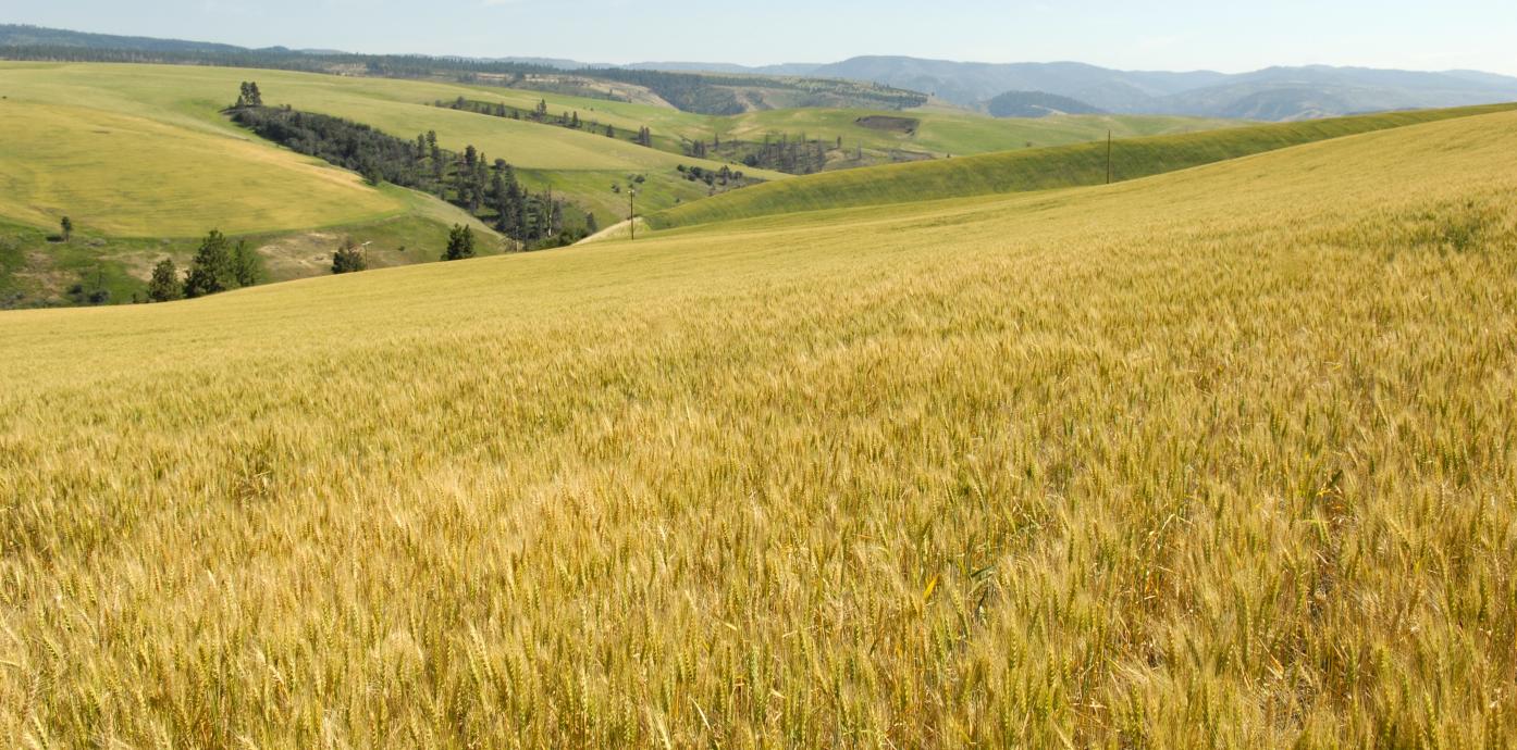 Wheat field