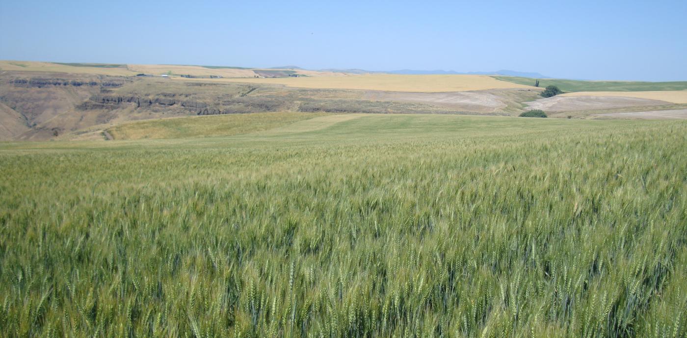 Field of wheat