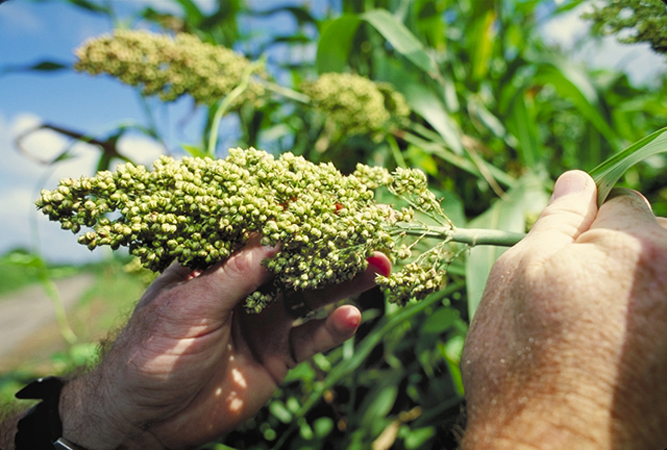 Two hands holding a sorghum plant in the field