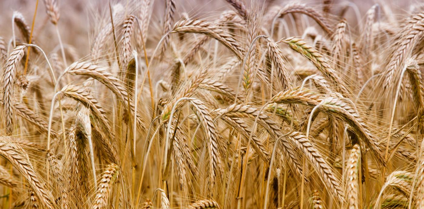 iStock-481095722-barley.jpg