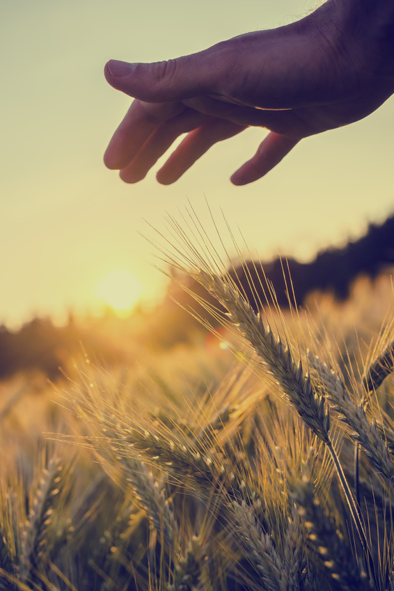 Fotolia_62072053_wheat-hand.jpg