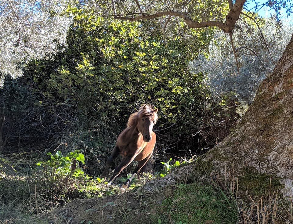 horse running crete.jpg