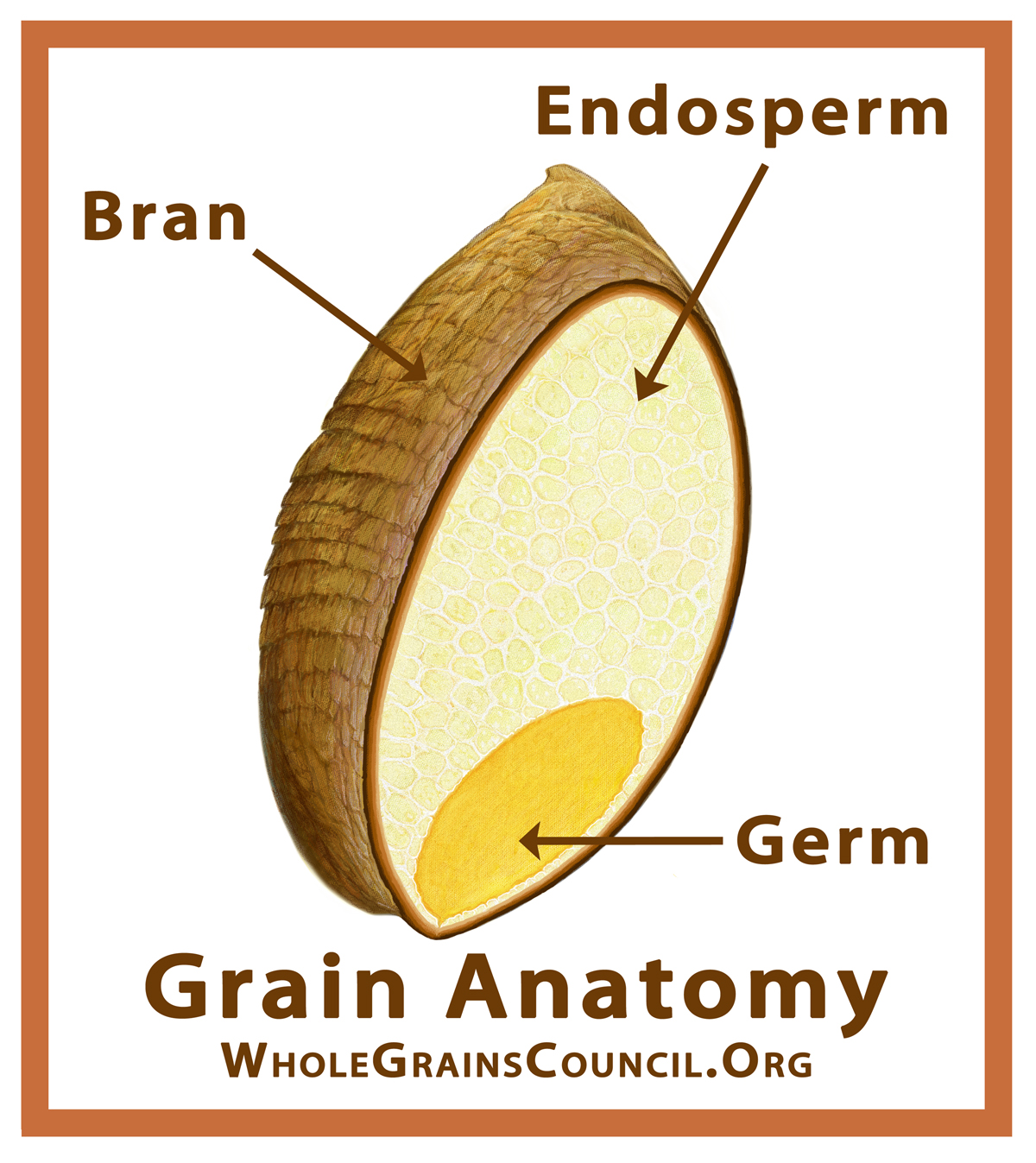 GrainParts_WGC_4x4.5_WGC.jpg