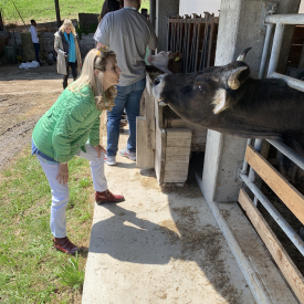 Sara kissing cow in italy