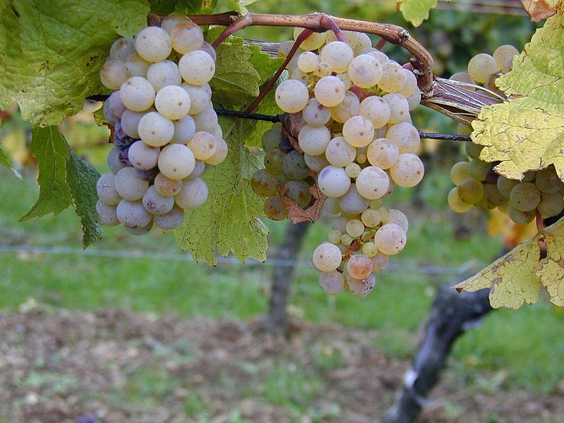 800px-riesling -raisins Sur Pied De Vigne.jpg