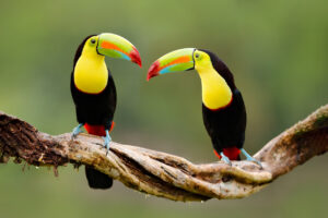 Keel-billed Toucan, Ramphastos sulfuratus, bird with big bill sitting on branch in the forest, Costa Rica. Nature travel in central America. Beautiful bird in nature habitat.