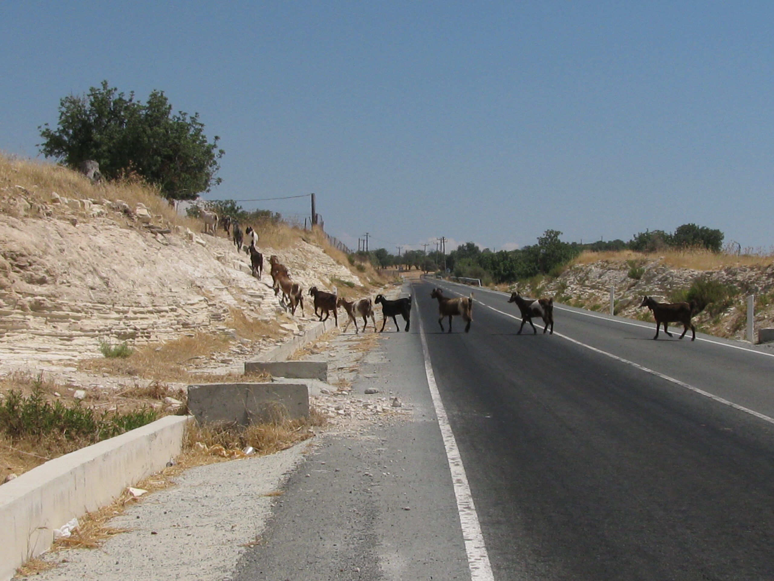 Haloumi-milk-on-hoof.jpg