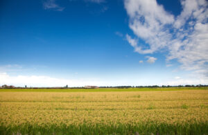 Italian paddy in Piedmont, near Vercelli. Detail of ears of rice in an organic cultivation