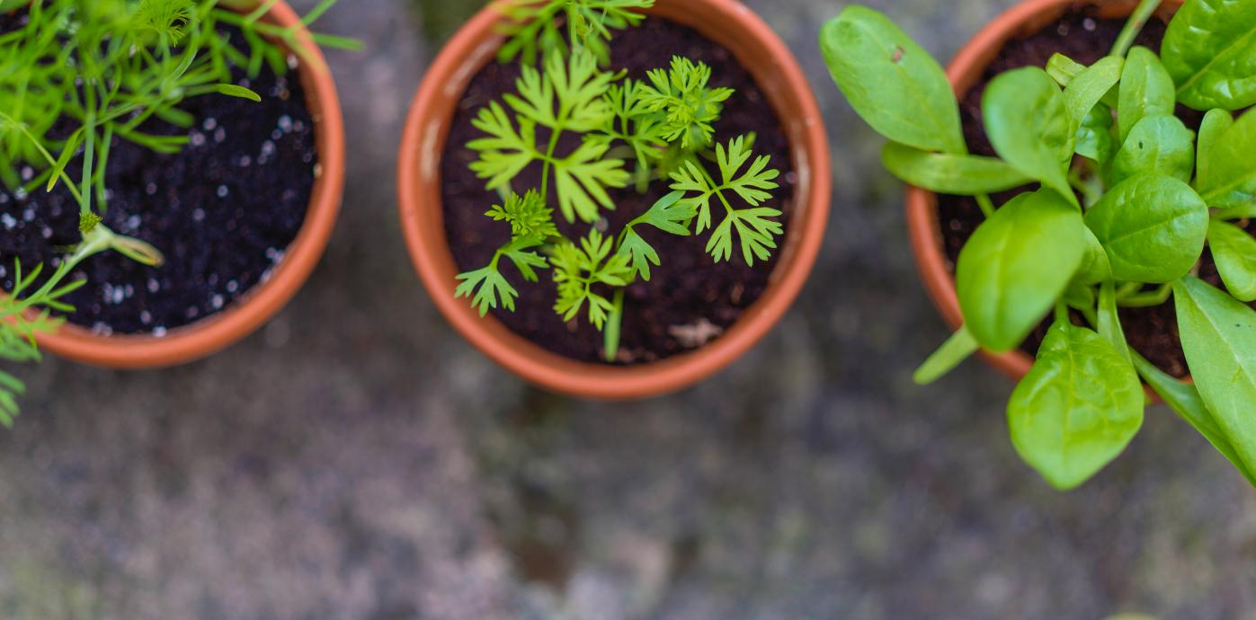 HerbGarden_unsplash