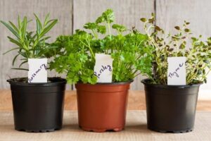 Three pots of fresh herbs arranged on a wooden table